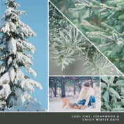 SILVER SAGE & PINE - Tart Cera da Fondere - NATALE